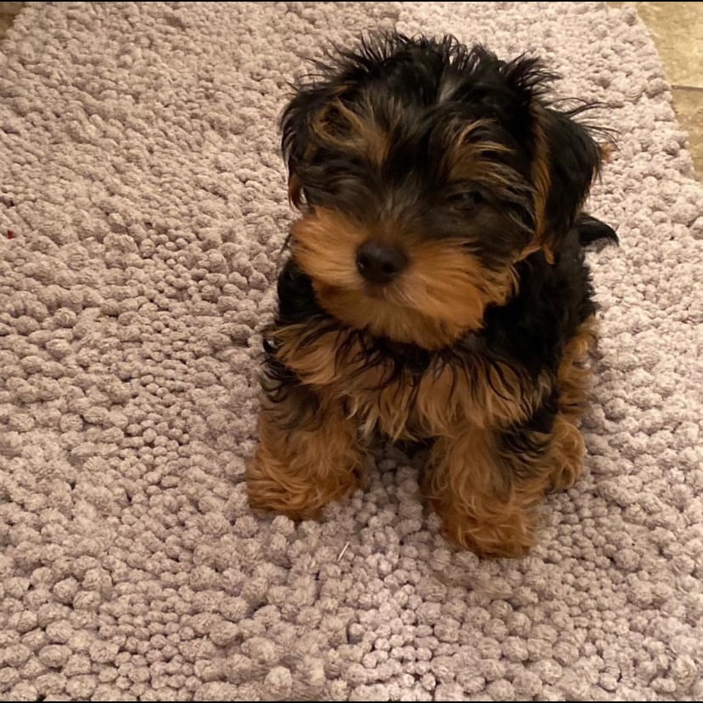Meet your Posher, Nina